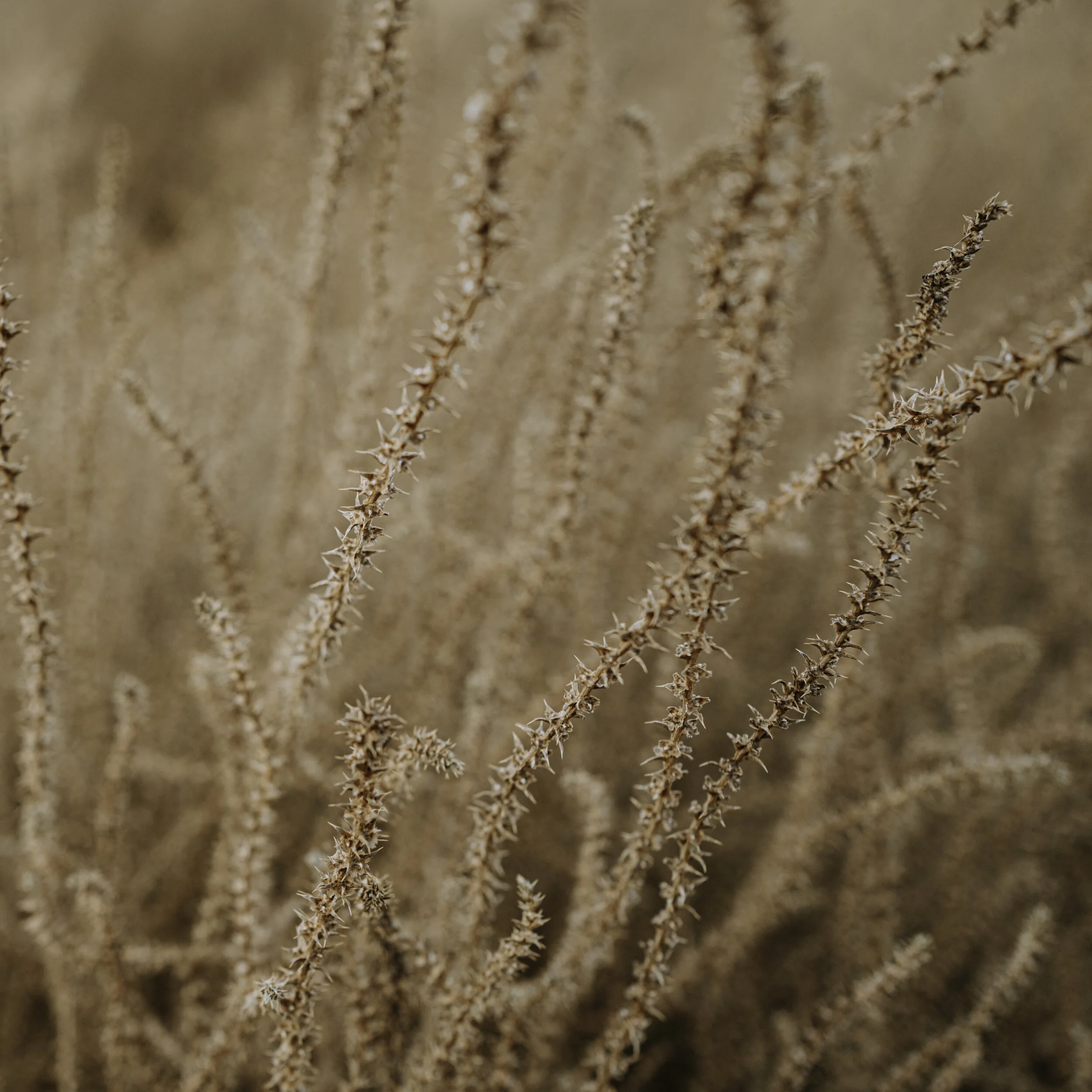 Final_Portfolio _Image_04.jpg