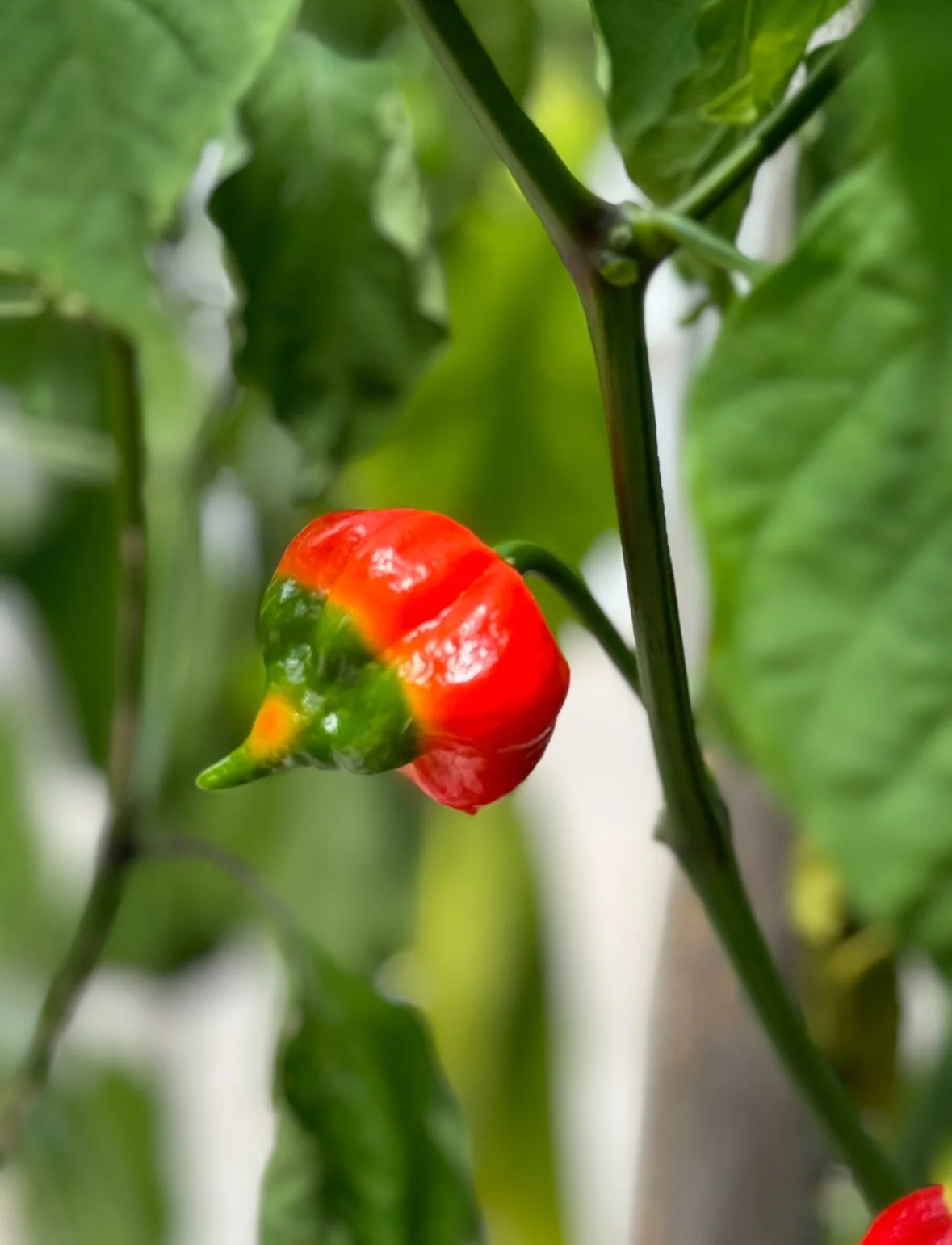 View recent photos 2.jpeg