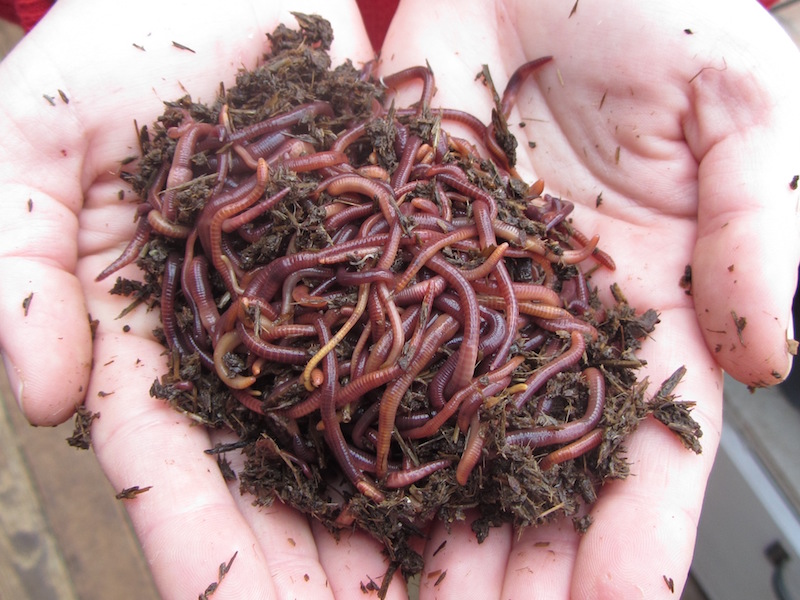 Red Wrigglers.