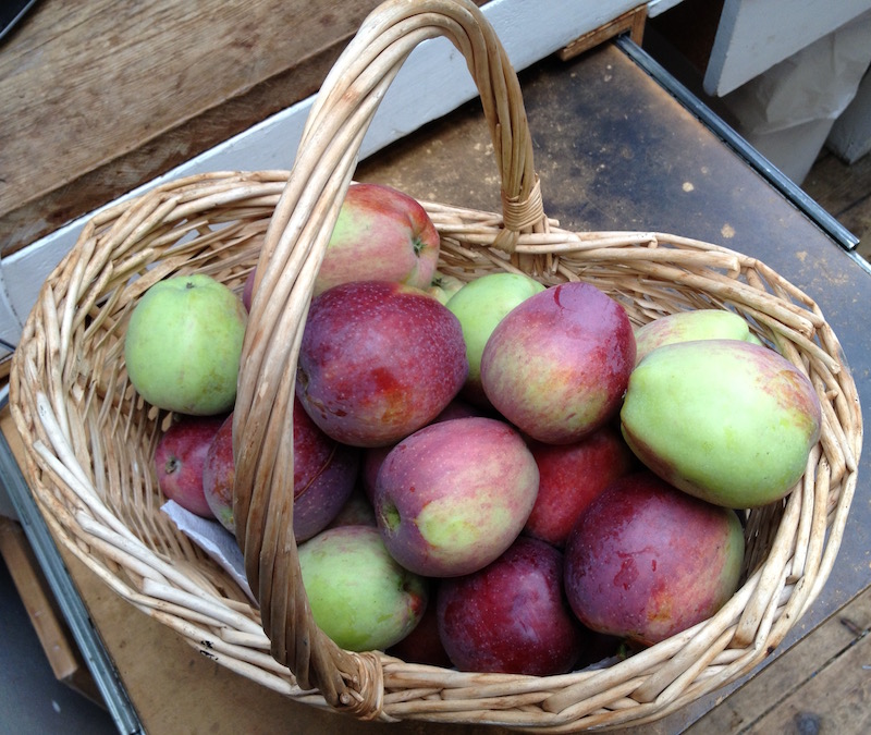 Harvest from our Dwarf Apple Tree.