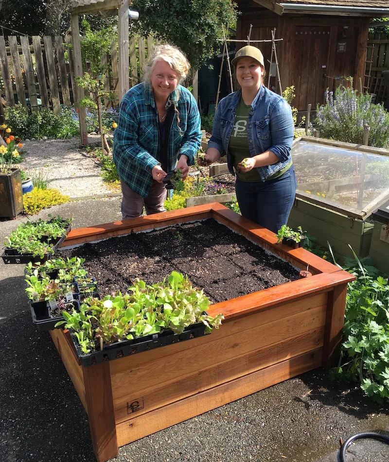 Planting a LifeSpace self-watering raised bed.