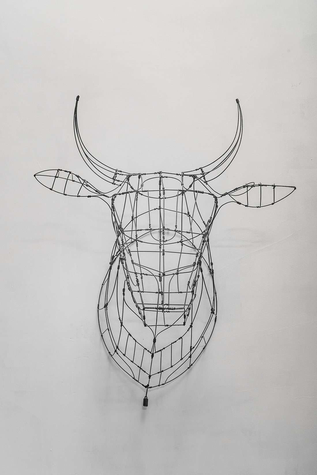 Cow Head