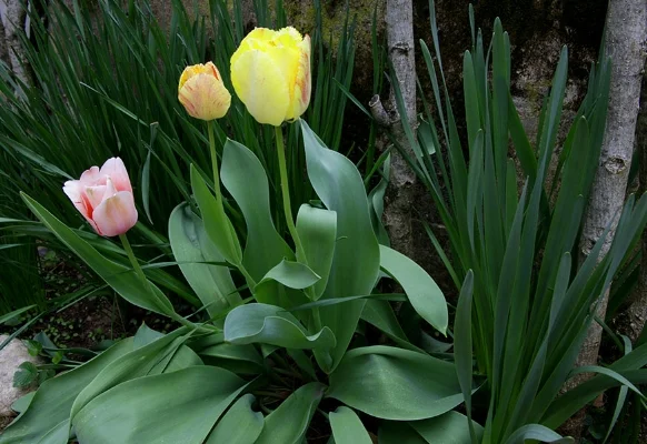 tulips.jpg