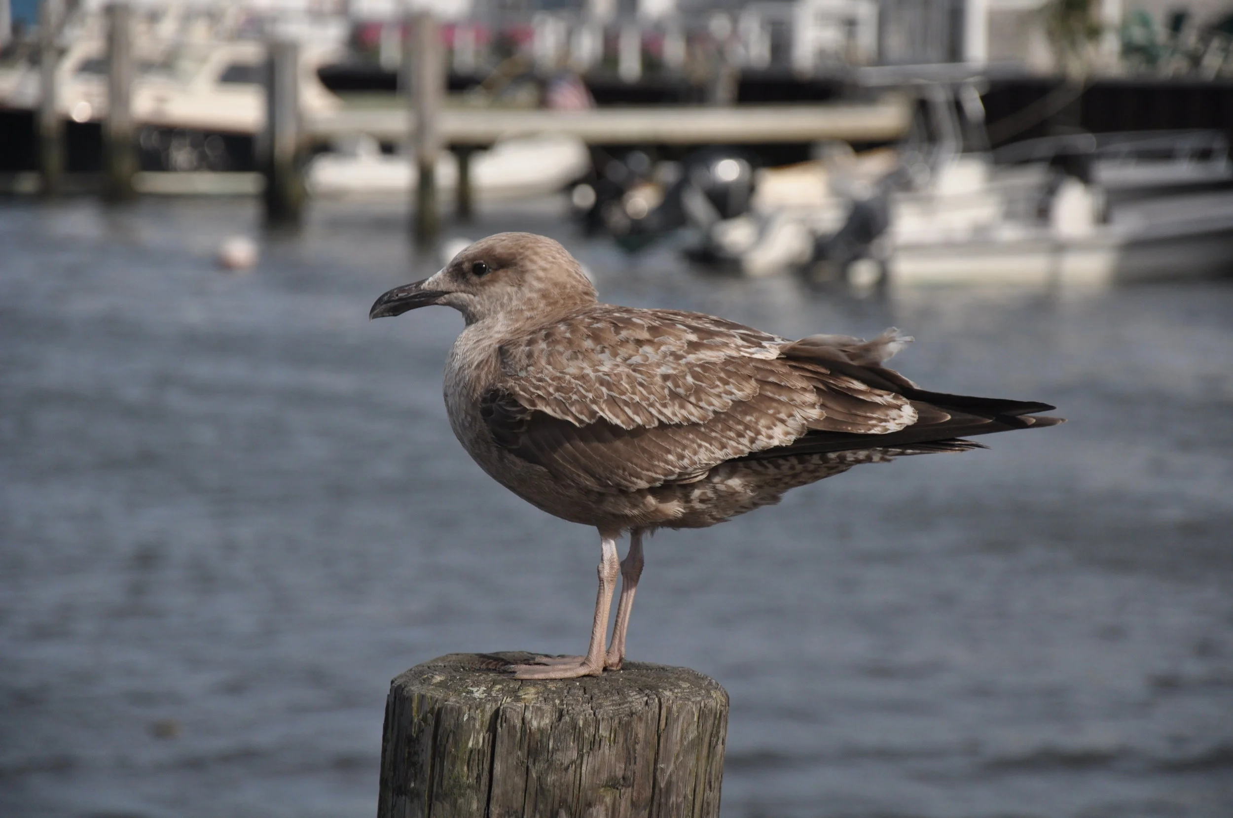  Friends of Bass River   Educate. Collaborate. Preserve.    Learn More  