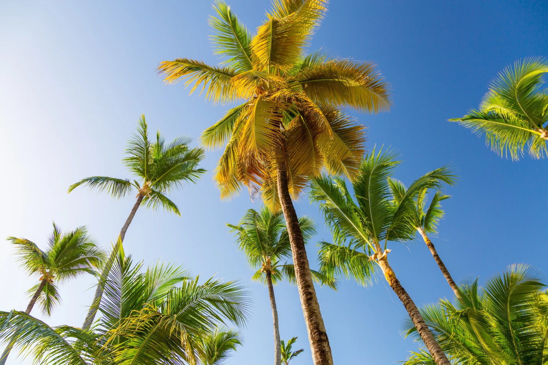 Hunting for the Tropics featuring One World Island Steel Drum