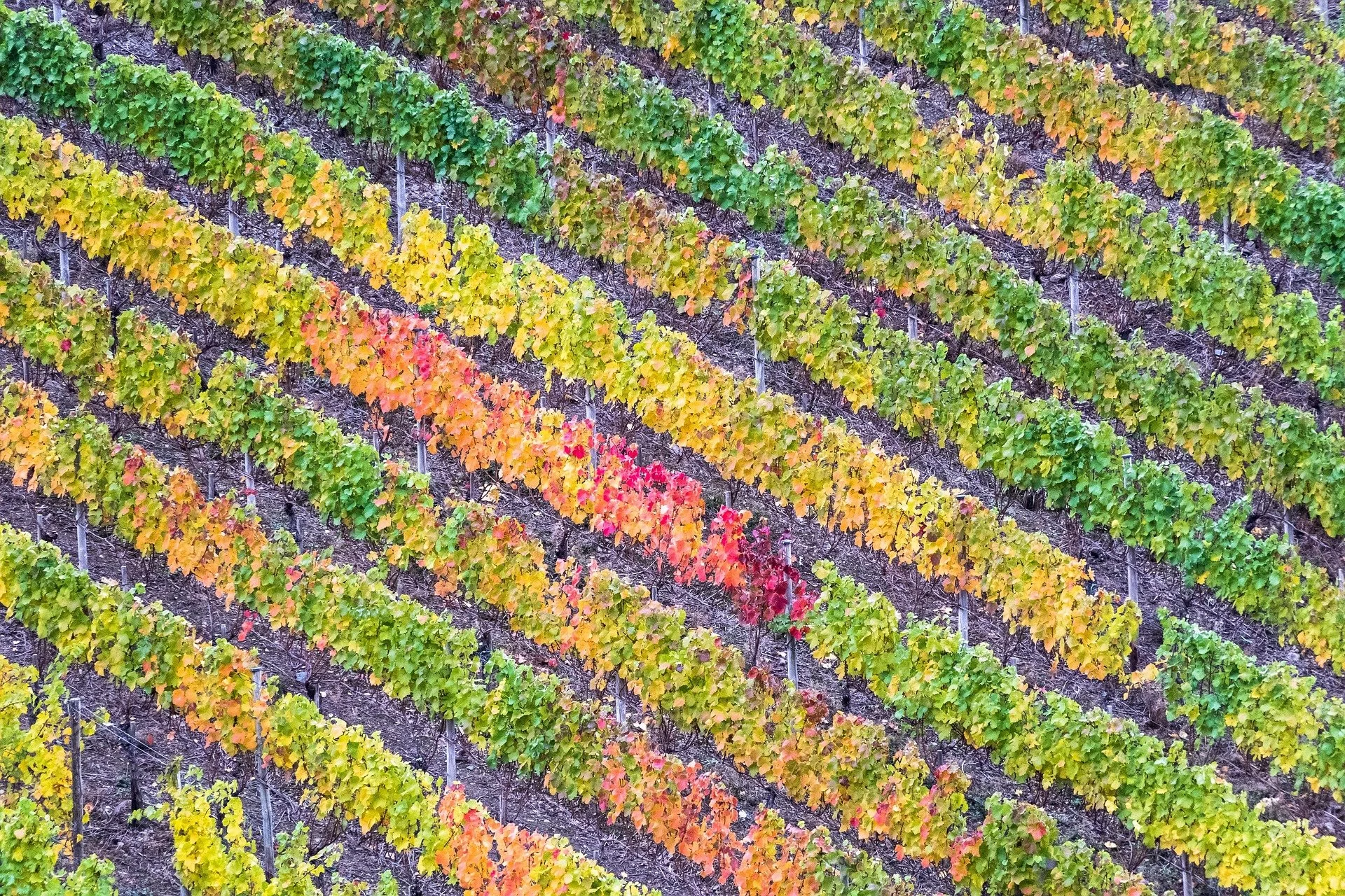 Harvest Wine Social | Sips + Soups