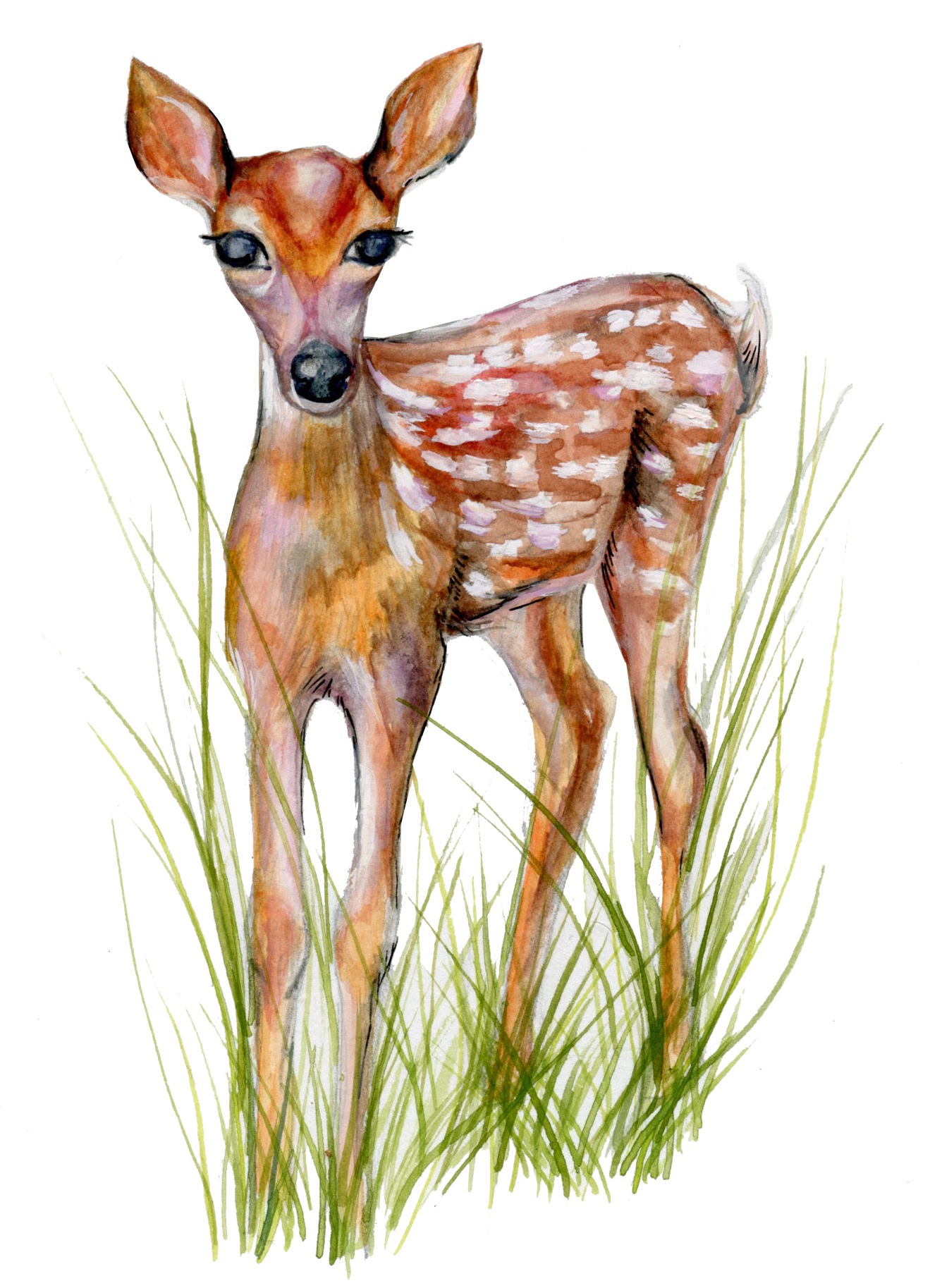 Baby Deer.jpg