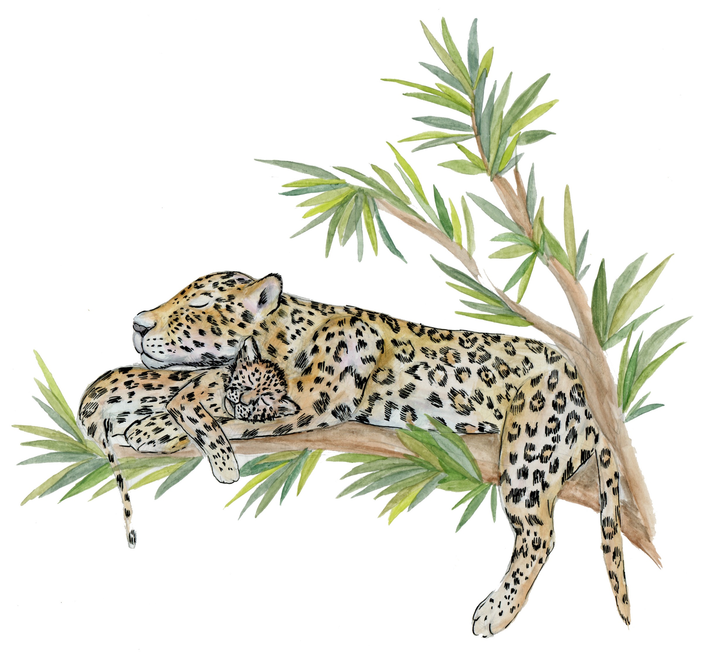 jaguar009.jpg