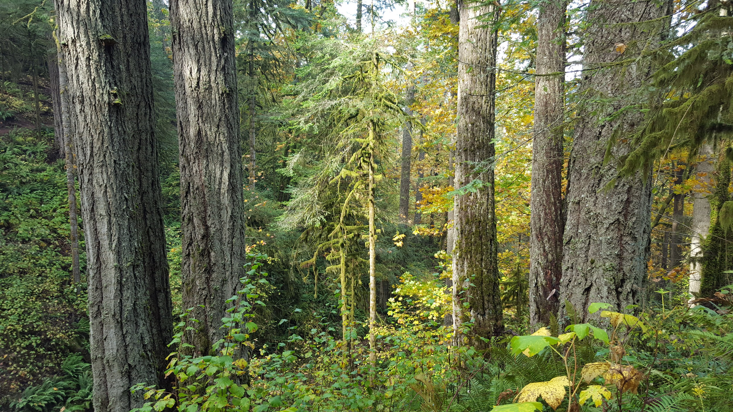 Taken during a hike in the local old growth forest