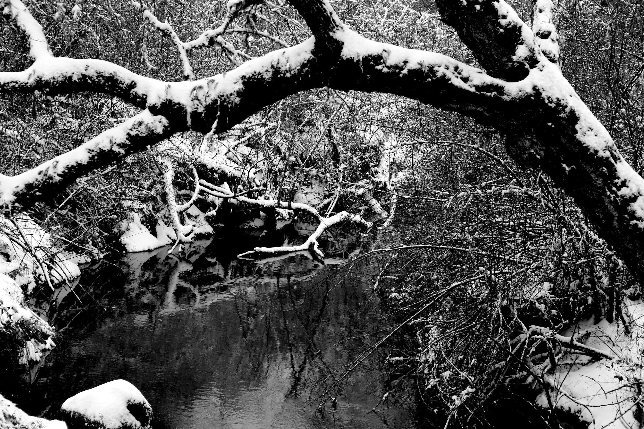 Our local creek after a rare snowfall.