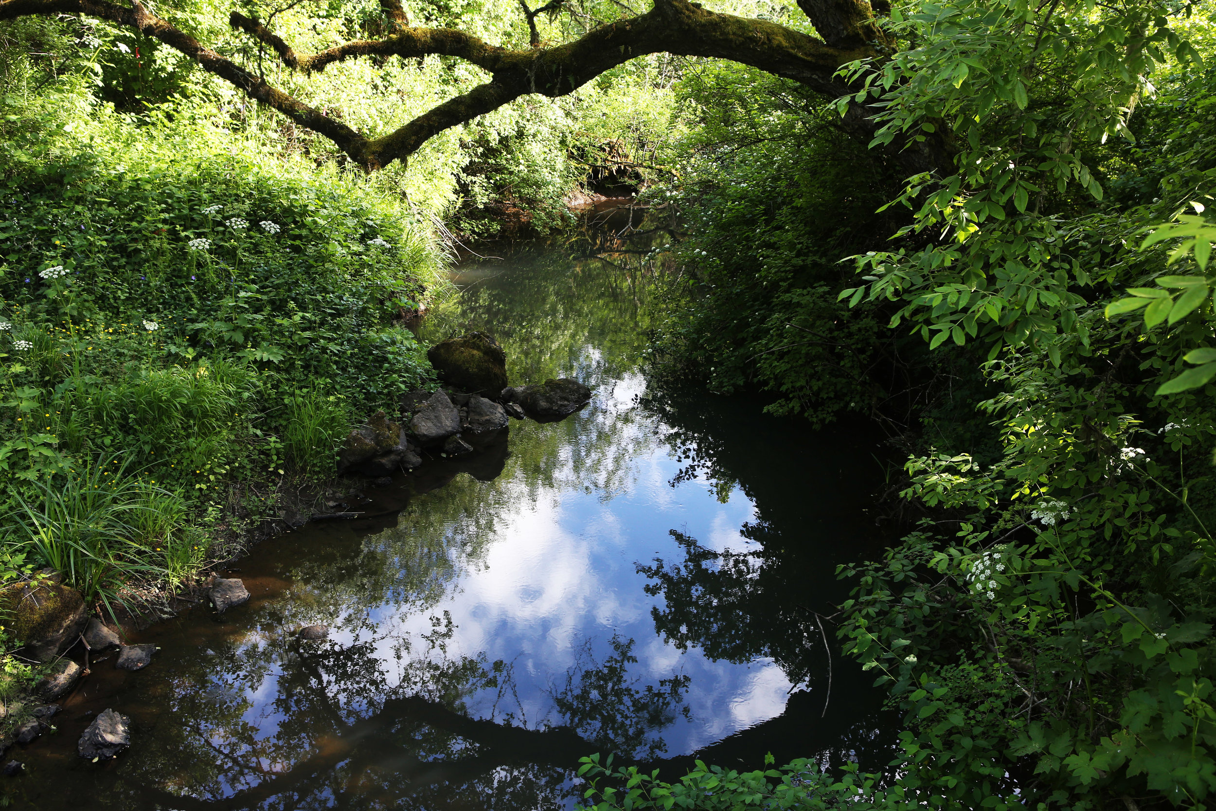 Our local creek as viewed from the neighborhood bridge