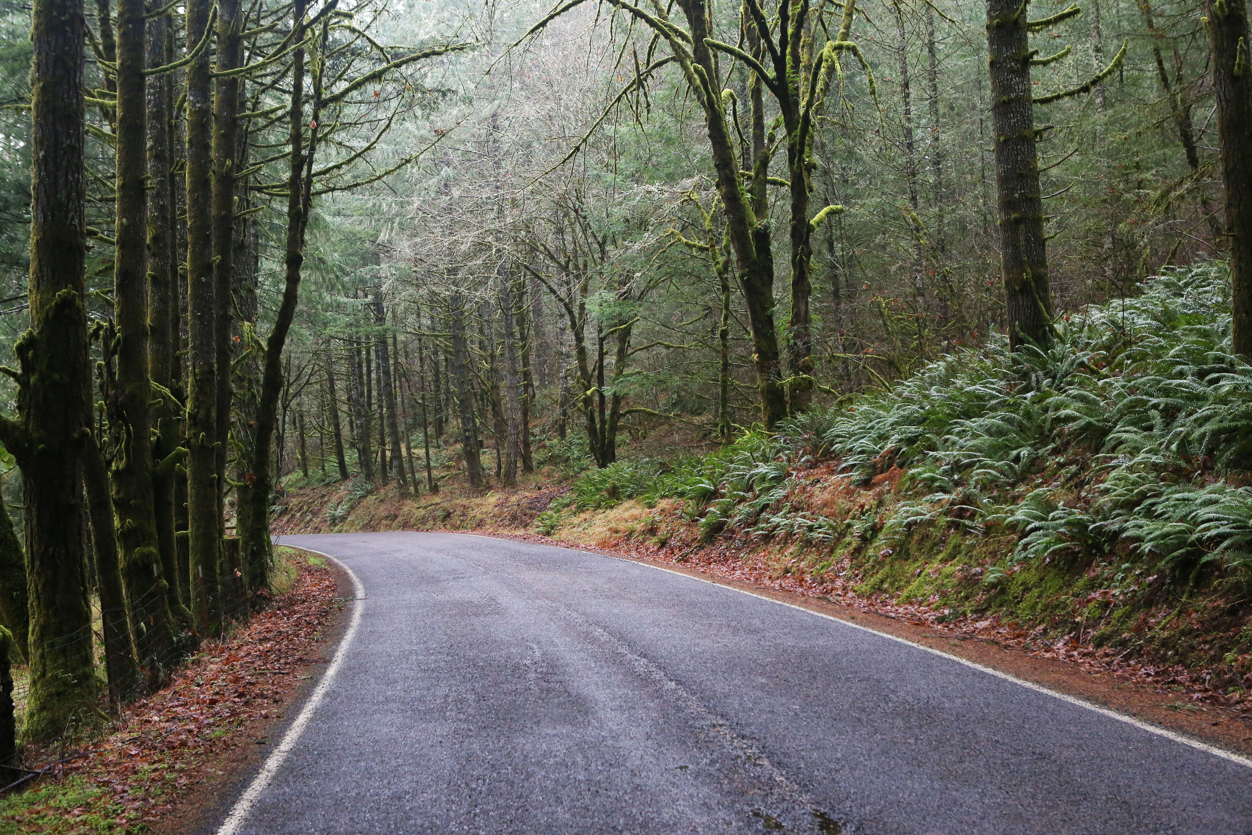 A section of the road to Willowspring