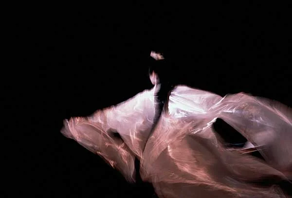 Silkwings At La Foret