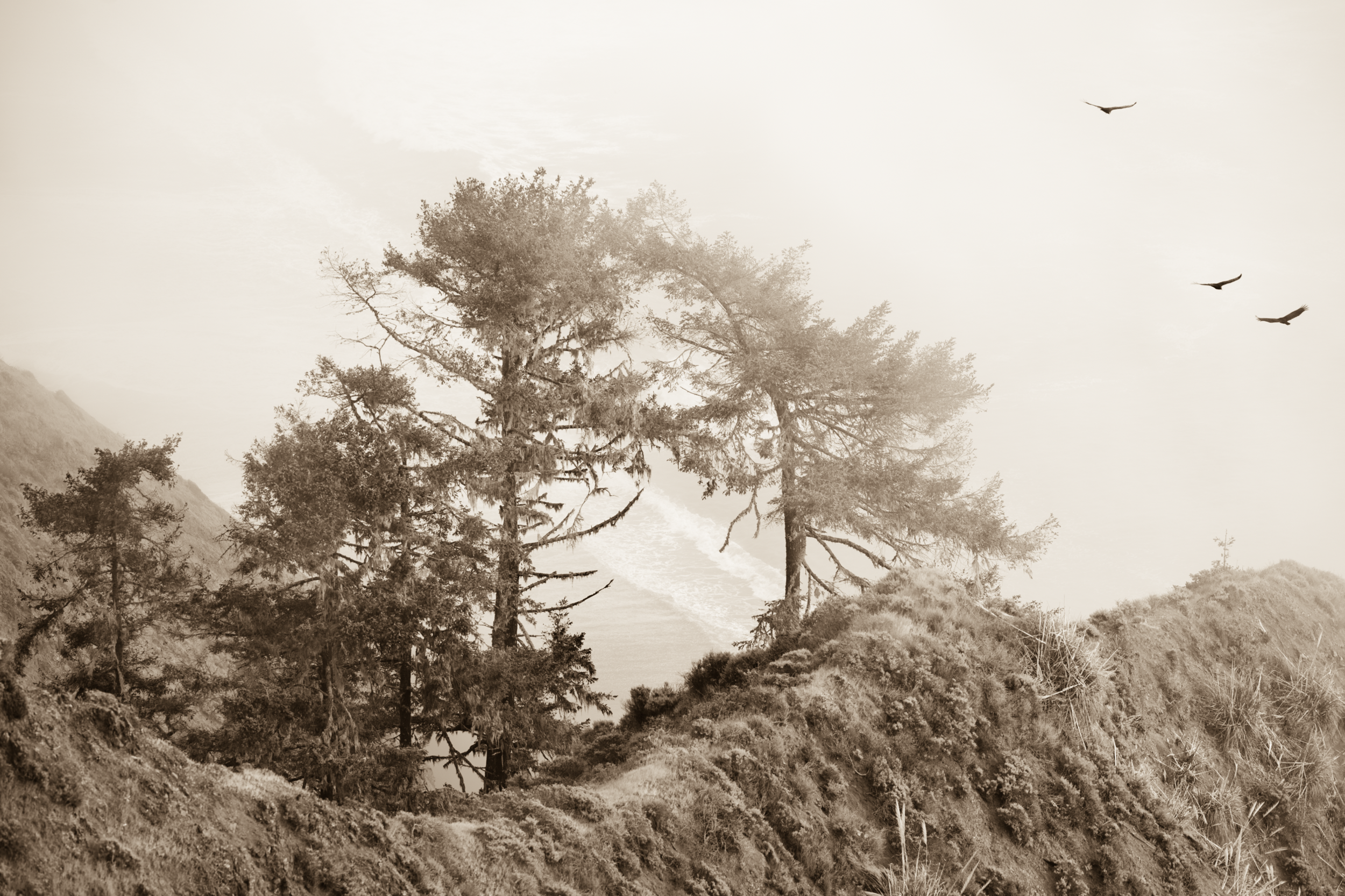 The Kissing Trees