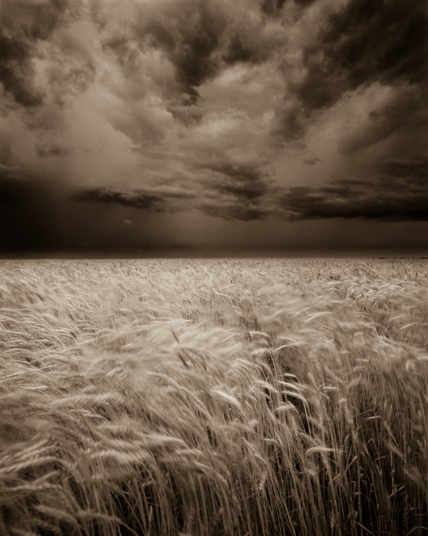 Black Kitty In The Wheatfield 