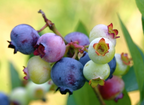 Sweetgrass Farm Winery & Distillery blueberries