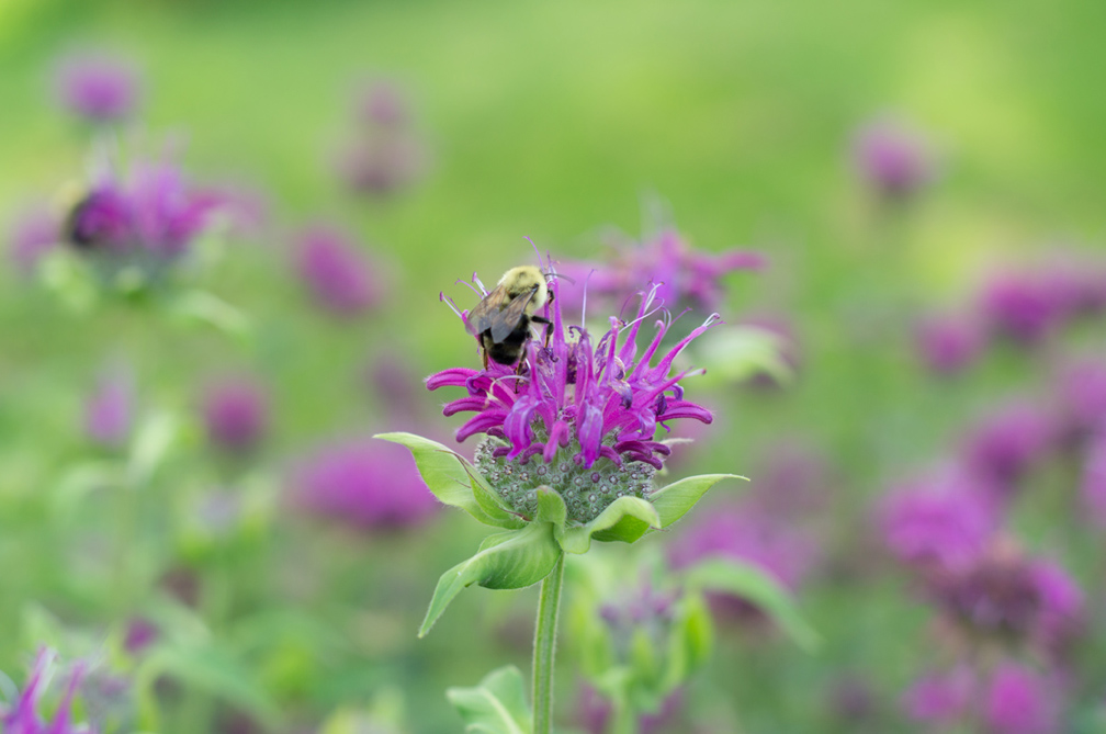 BeeBalm2.jpg
