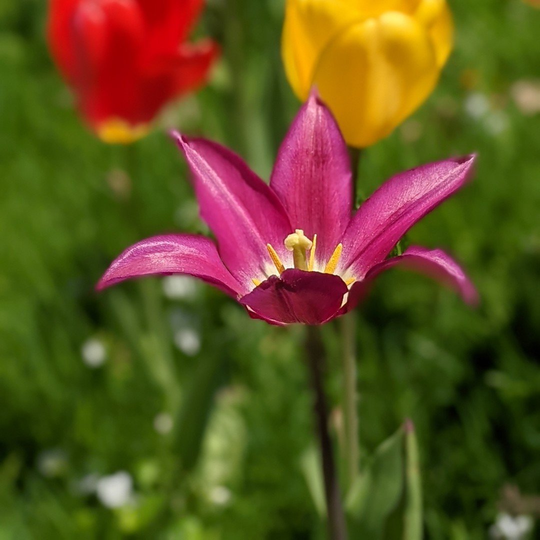 Love these naturalized bulbs!

#maine #tulipbulbs #growmaine #mainefarm