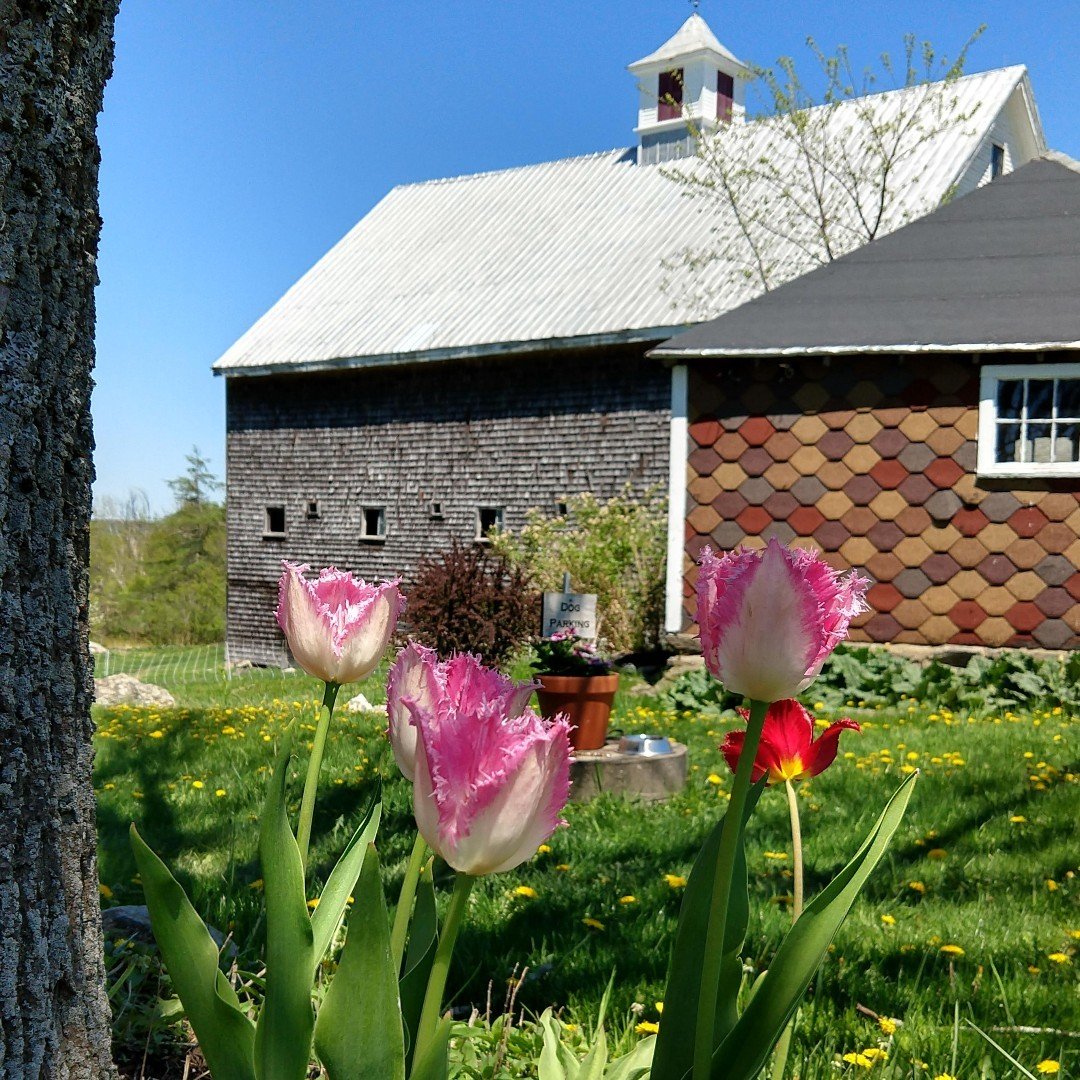 Things are starting to shape up...

#openingfortheseason #maine #distillery #winery #visitmaine #visitcamdenrockland #drinklocal