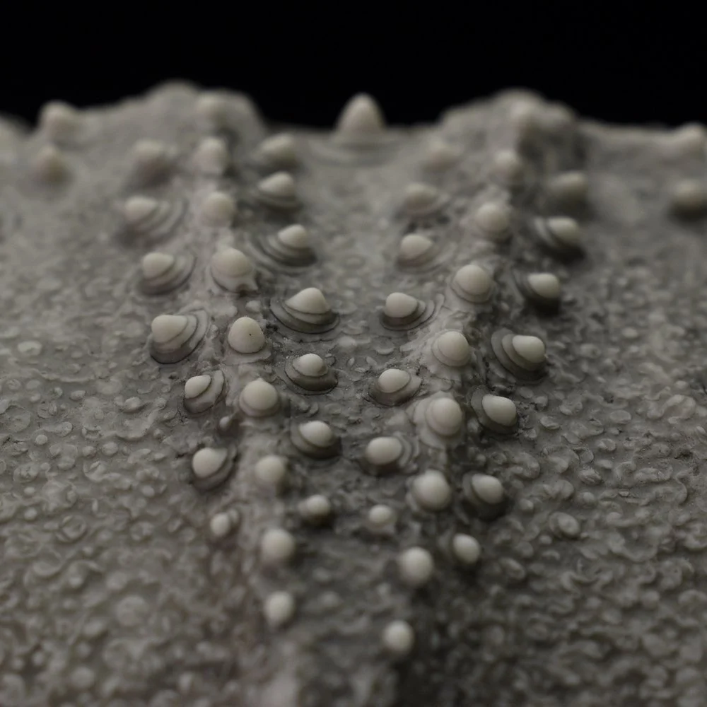 Detail macro photograph of Porcelain Ceramic Wall sculpture Art by Irish Ceramic Artist Darren Francis Cassidy