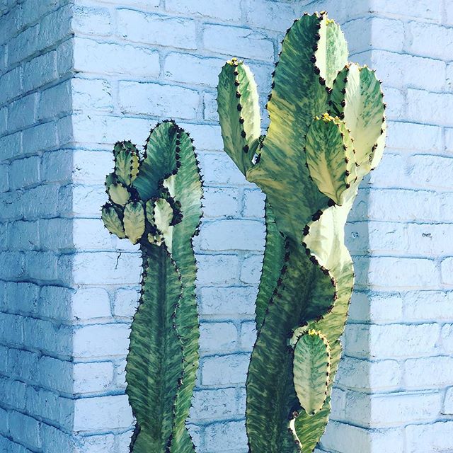 🌵 #lalaland