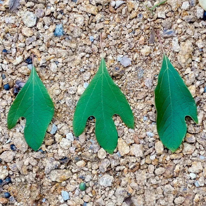 Sassafras Spirit Plant Medicine Ceremony & Journey