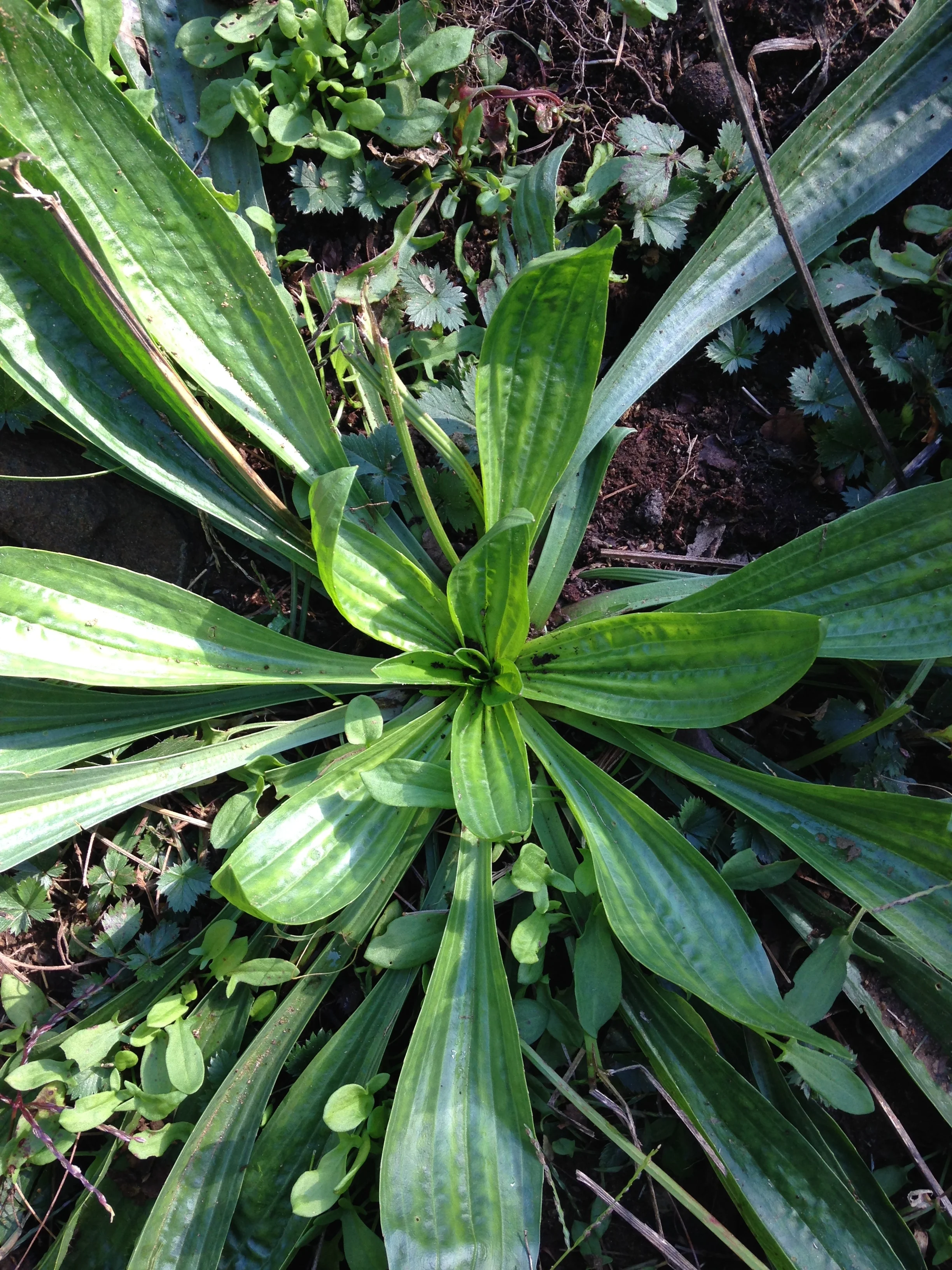 Plant Walk in the Medicine Garden, Lebanon 
