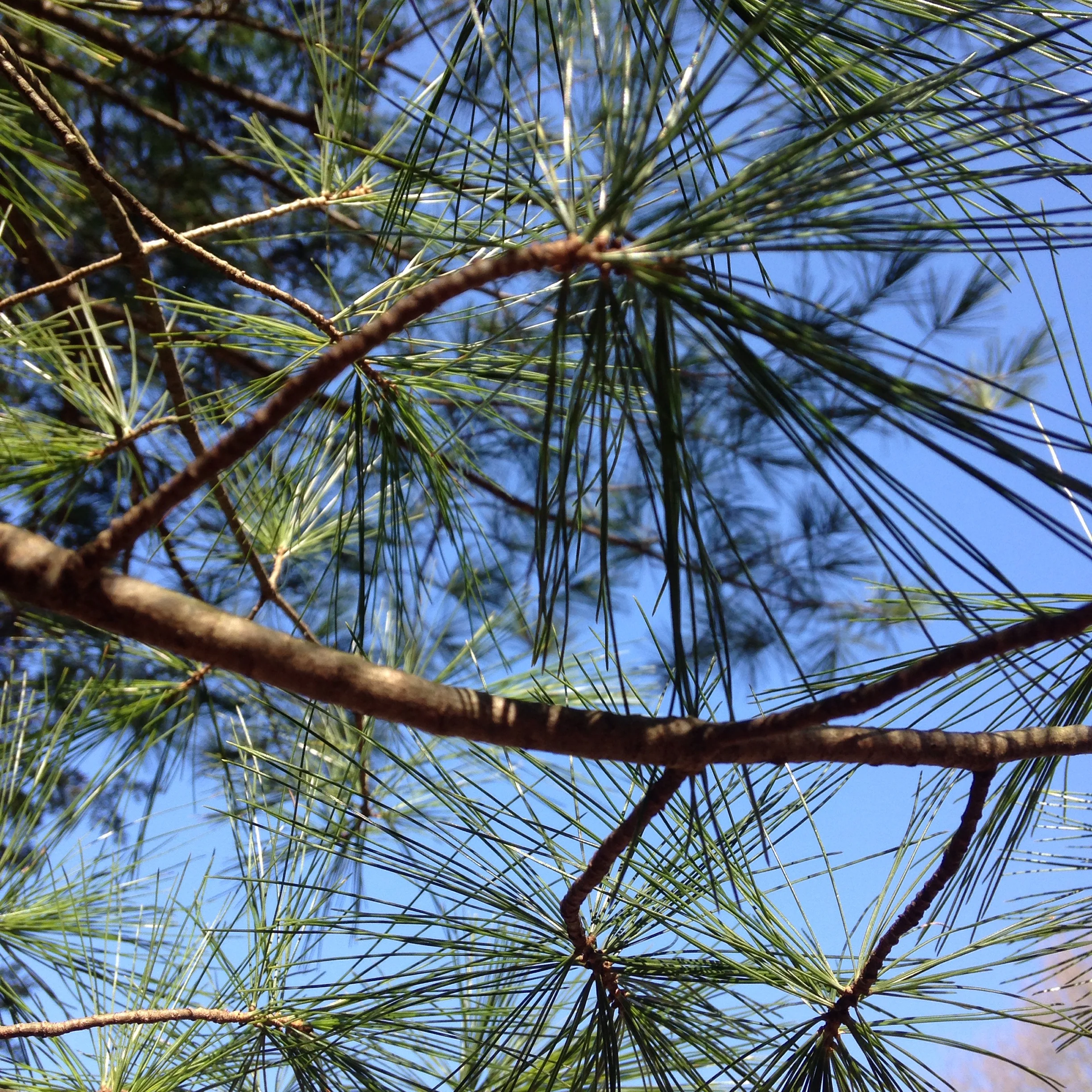 Winter Wellness: Cold & Flu Preventation & Care