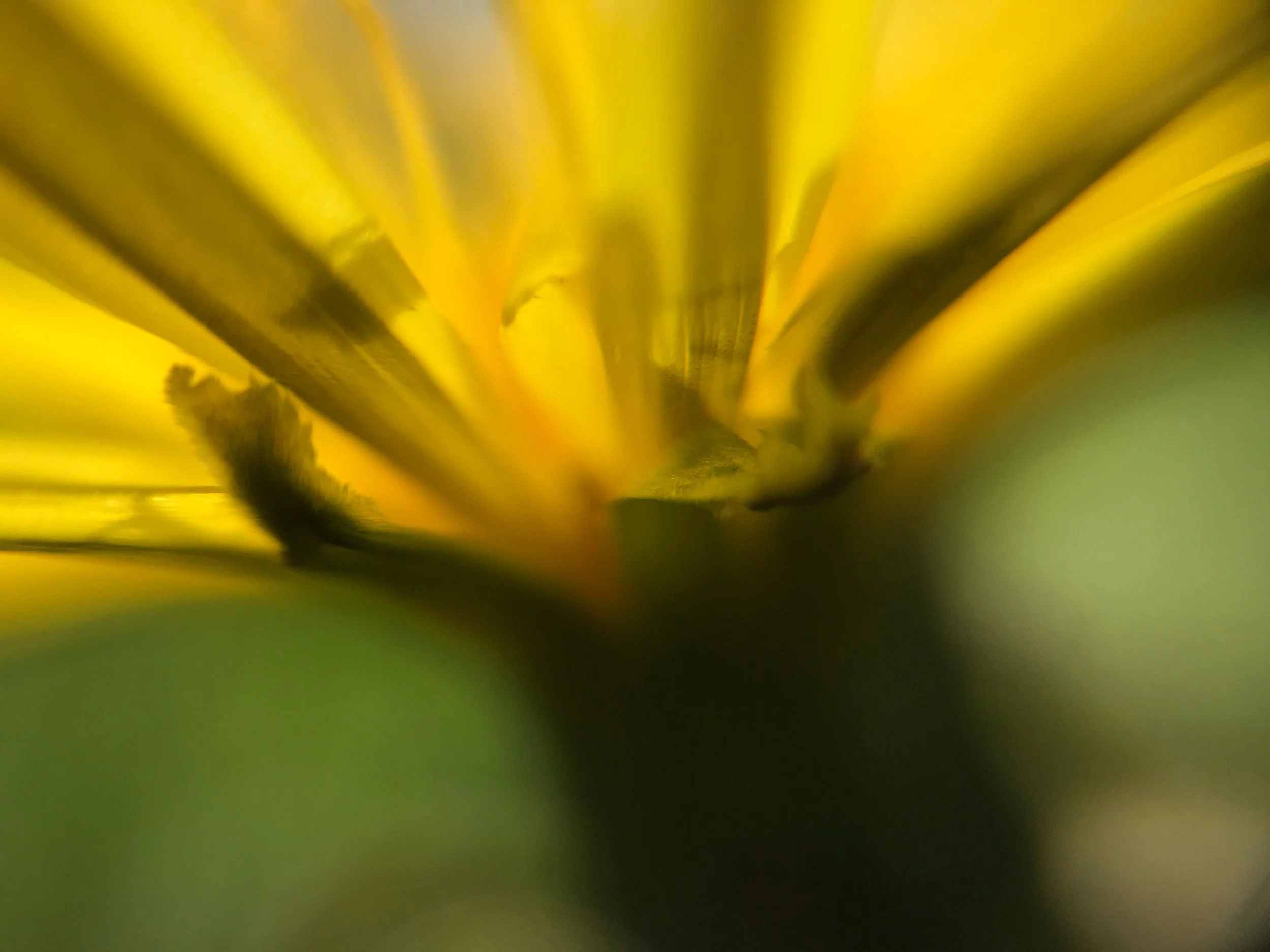 dandelionrays.jpg