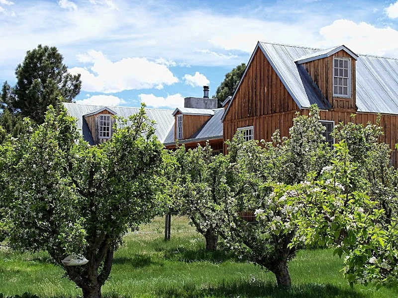 MMR Apples Blossom and Building.jpg