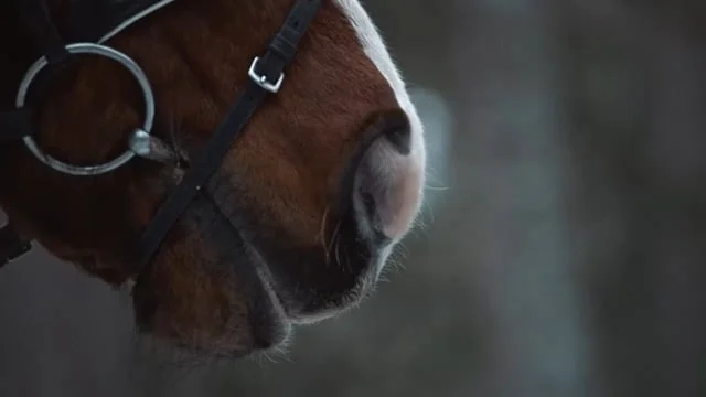 Electrolux Made for Wool