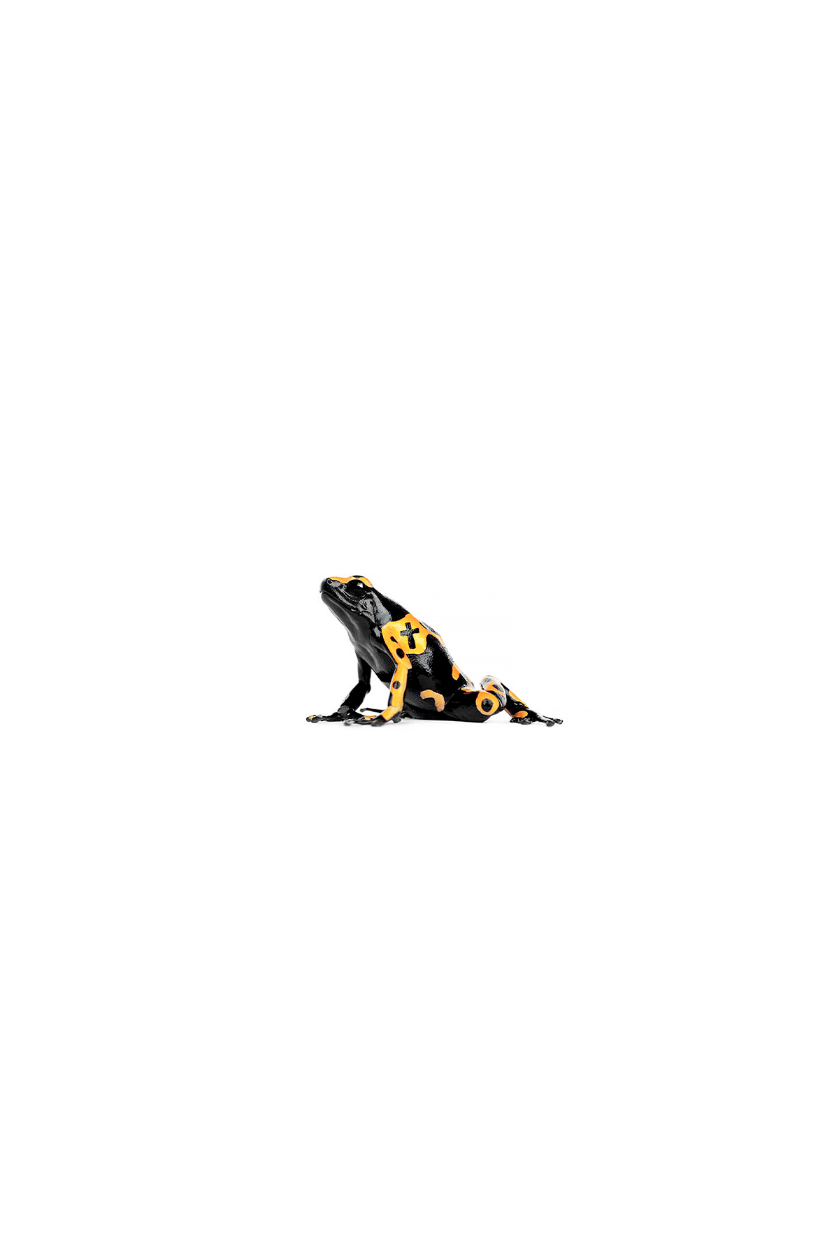 Untitled_3_4x6.png