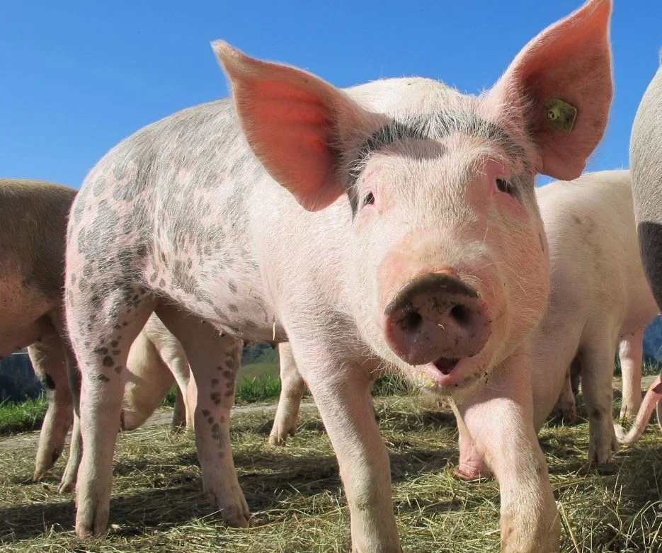 22: Why the year of the pig has been such a trying year