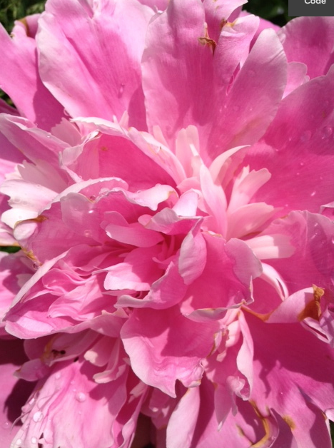 Will Bloom a Flower