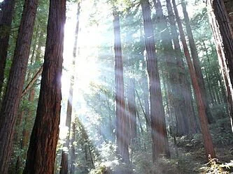 The Great Awakening: Trees As Lungs of Our Planet