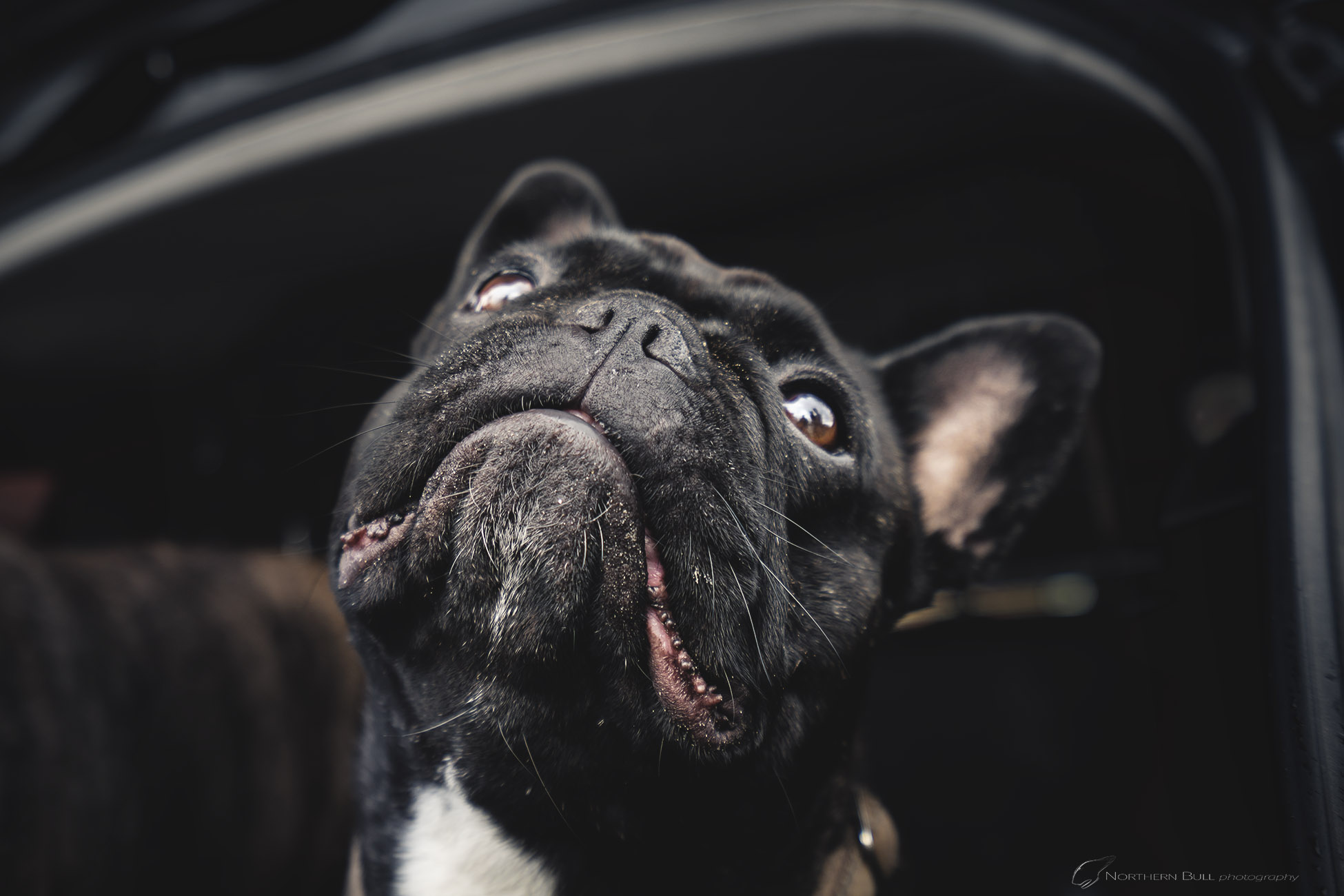 Frenchie_smile.jpg