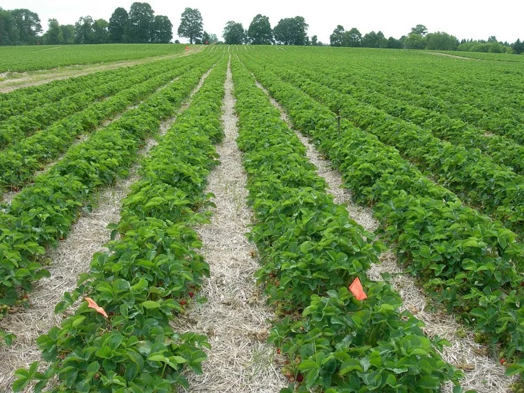 lake martin strawberry-fields.jpg