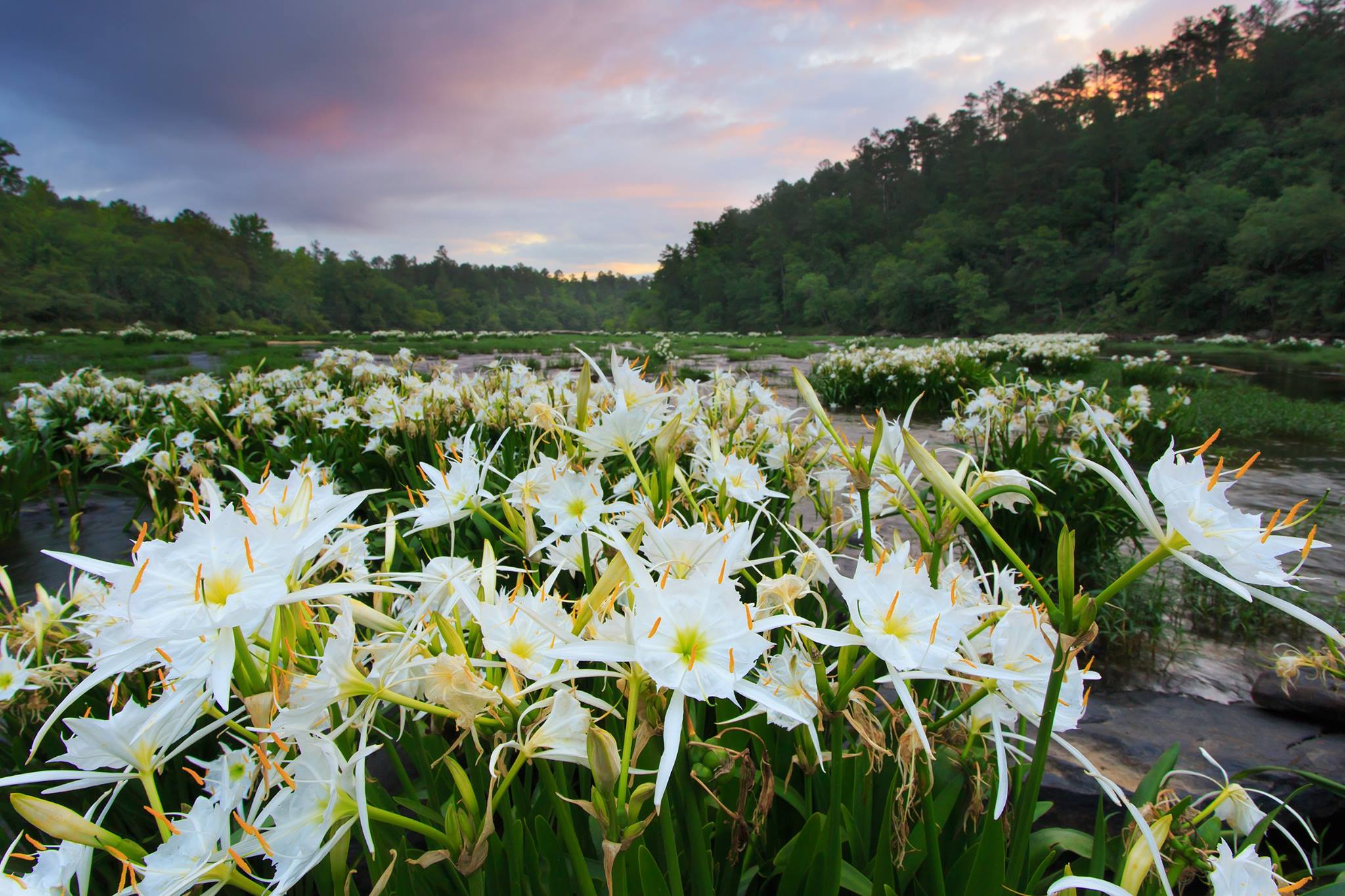 Annual Cahaba Lily Festival Lake Martin Wave