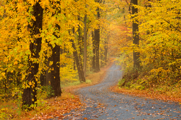 Gather Together and Give Thanks