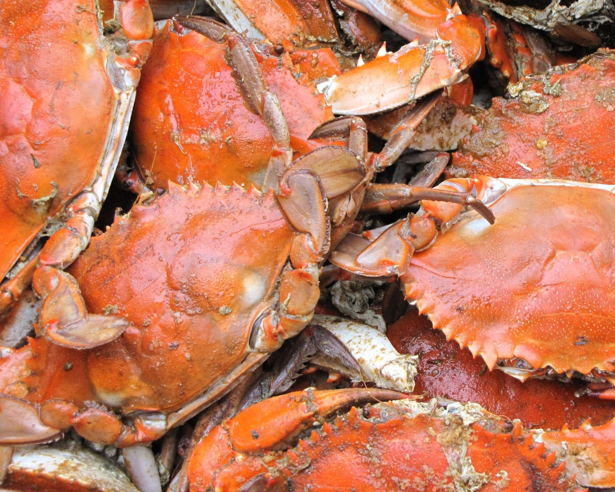 World Famous CRAB RACES!