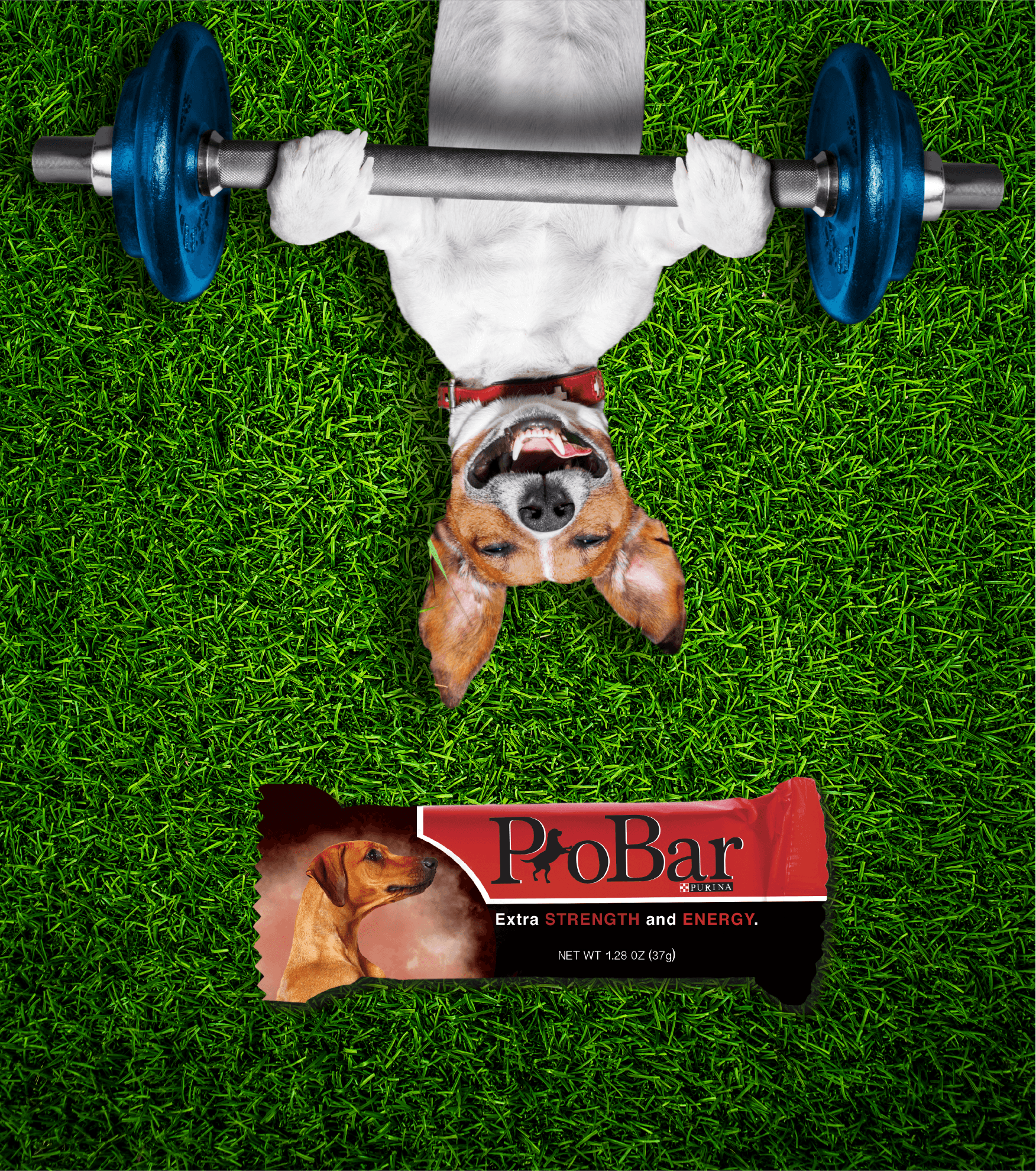 the purina ad@2x-8.png