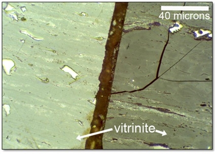 Incident light, Oil Immersion.