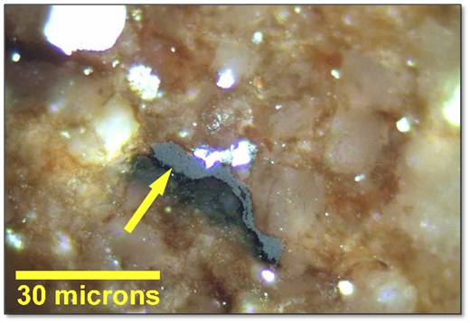 Incident light, Oil Immersion