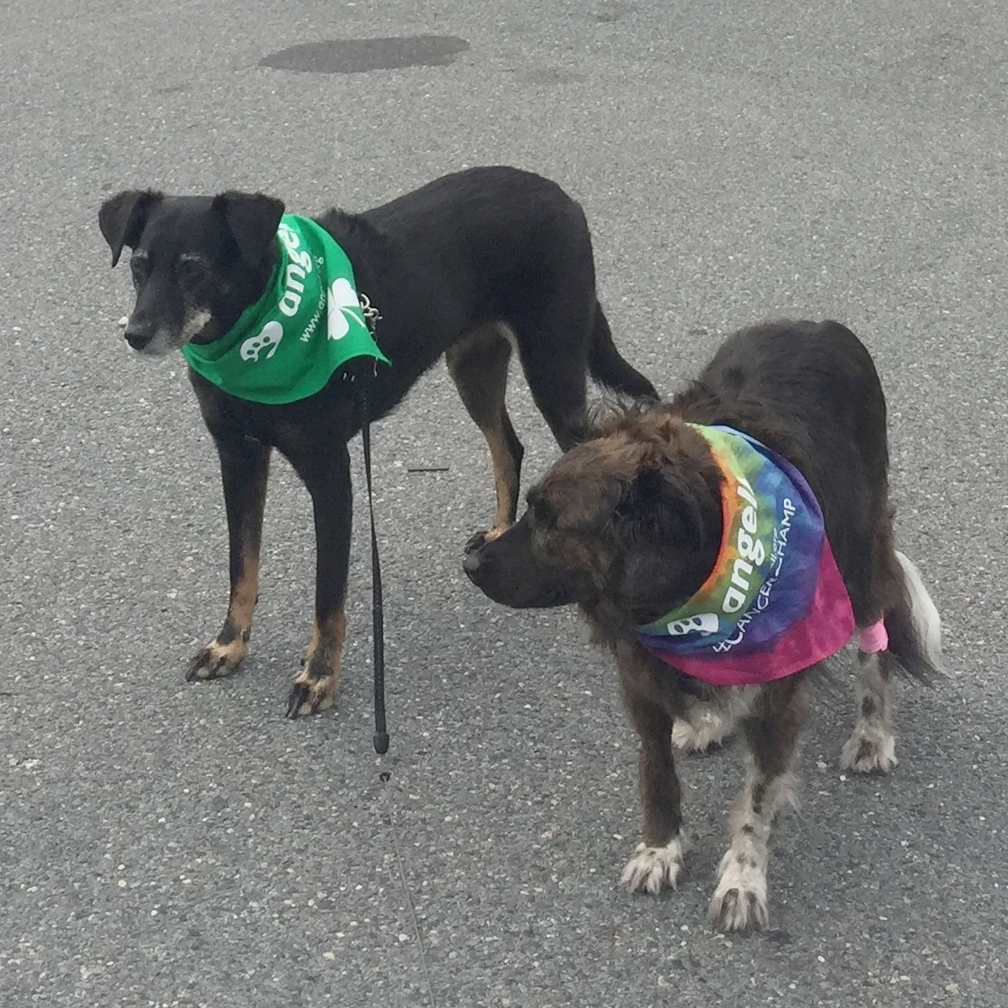 Angell Animal Medical Center, Boston