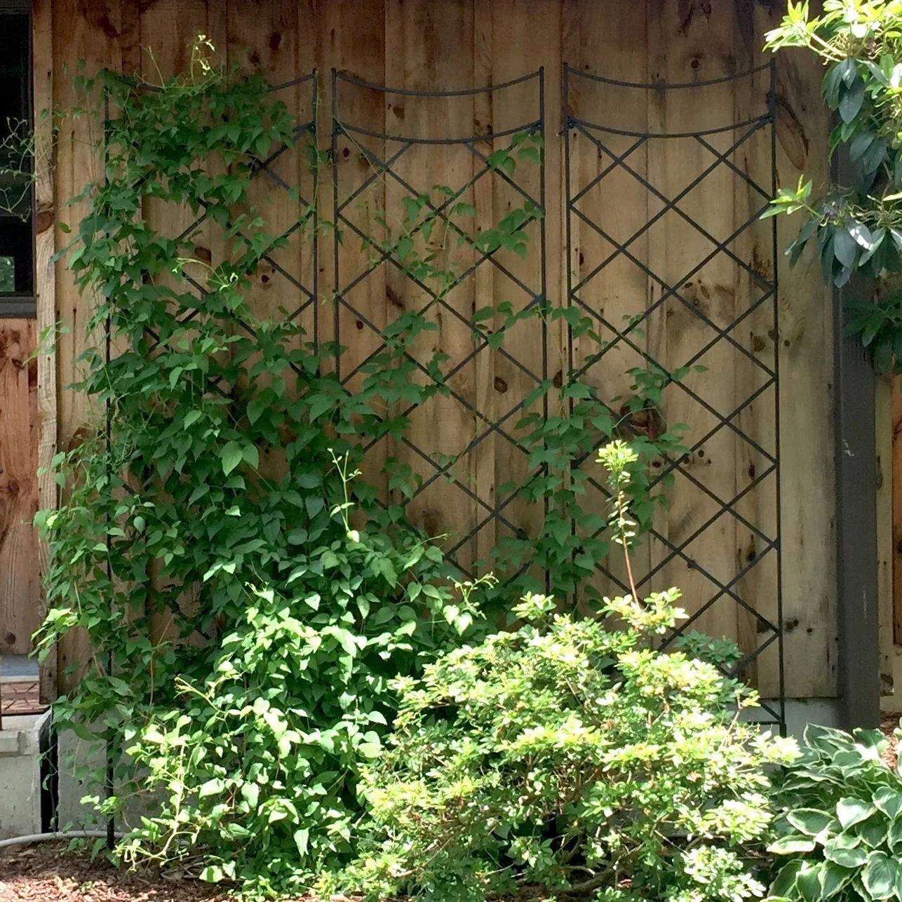 Trellis
