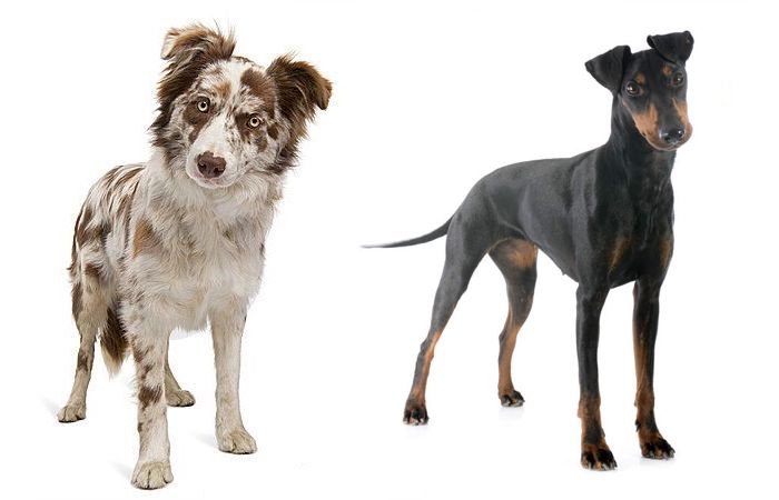 Mixed Breed Guessing Game