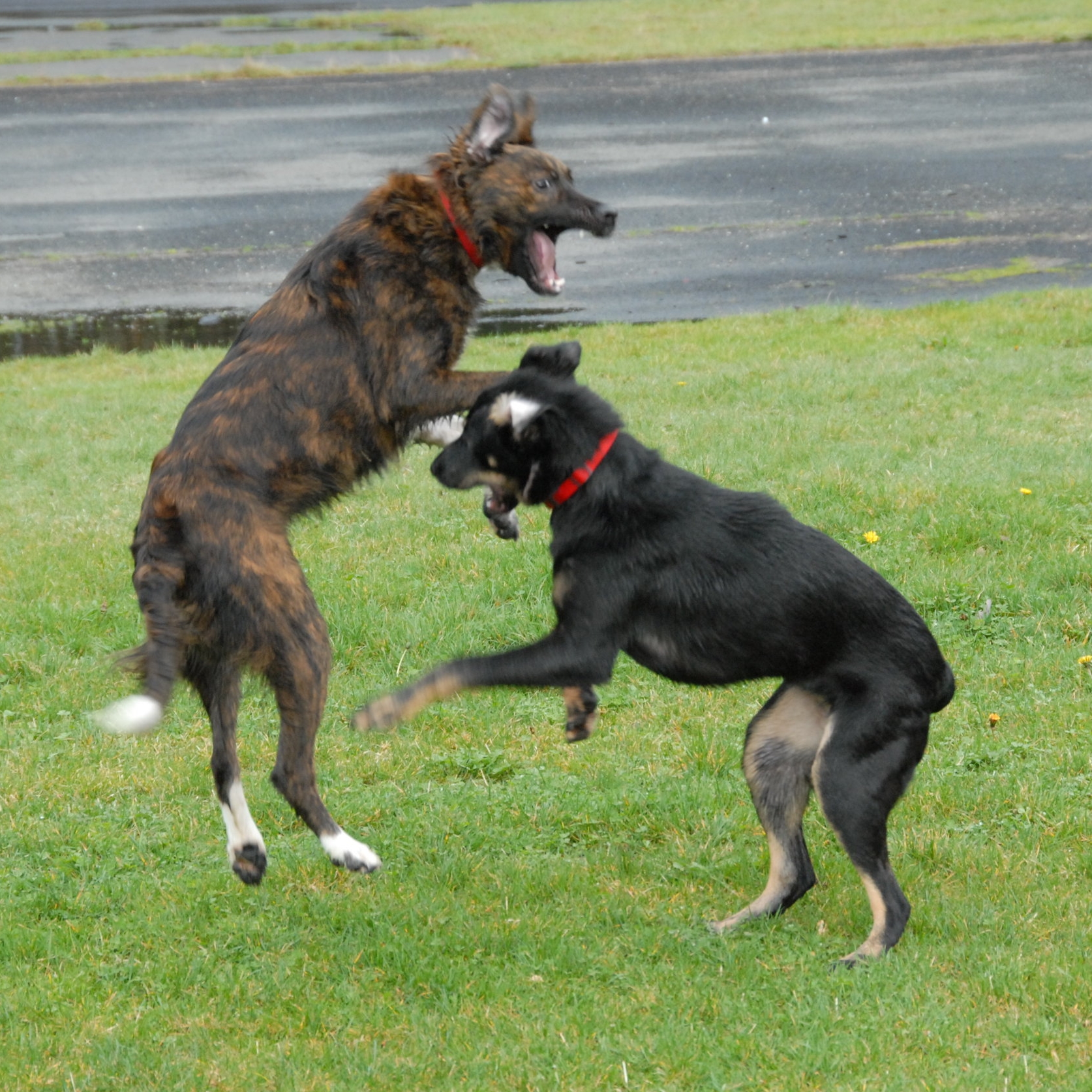 Running Leaping Chasing Romping