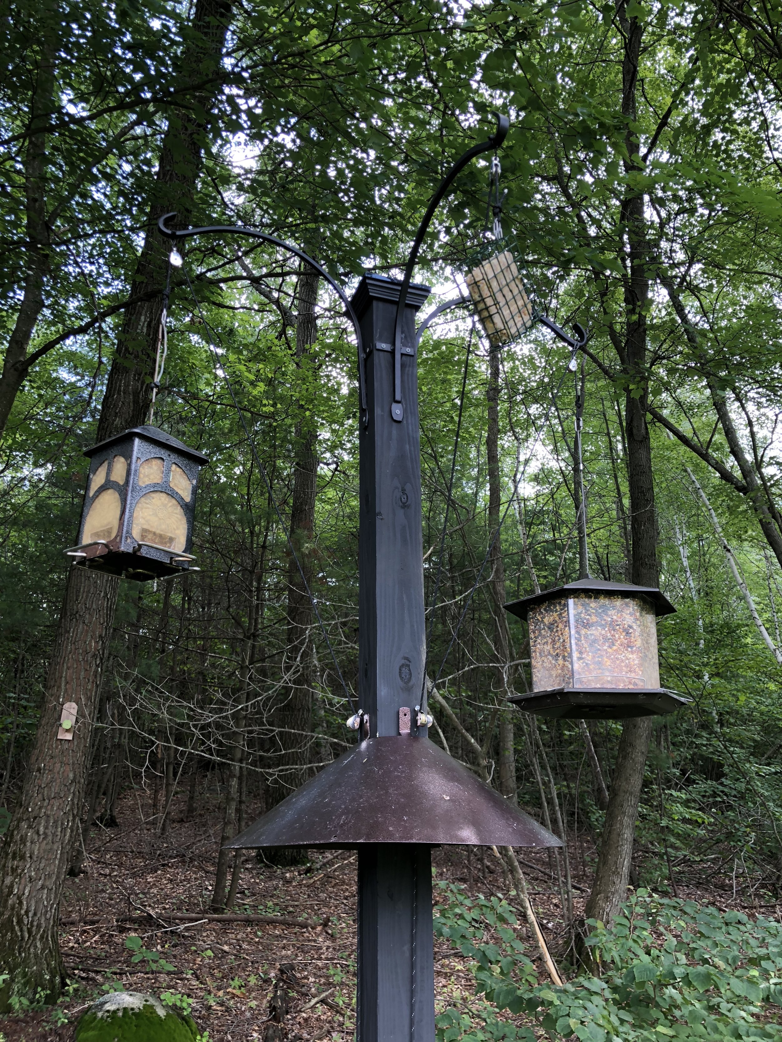 Bird Feeding Crossbow Kate Pineo