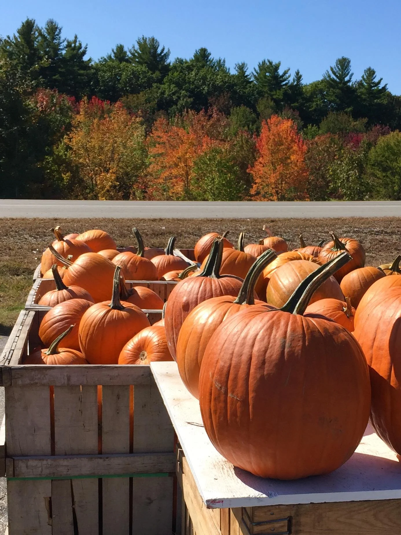 NH Foliage Tour