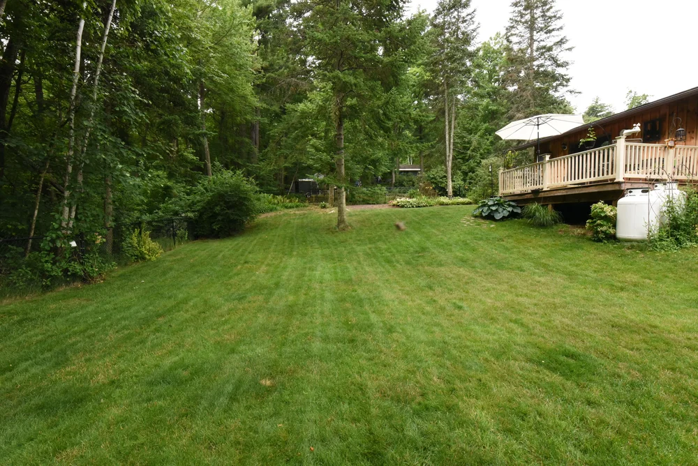 Looking across the back yard